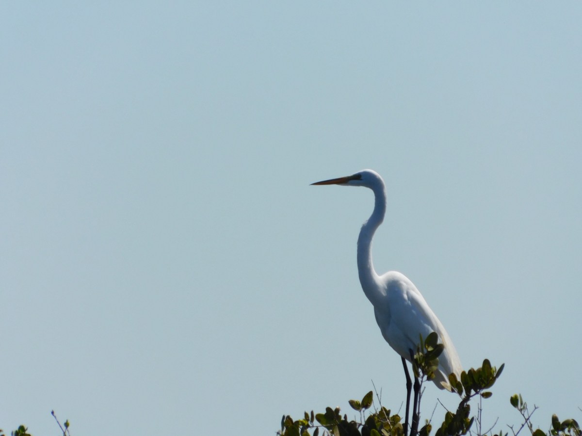 Snowy Egret